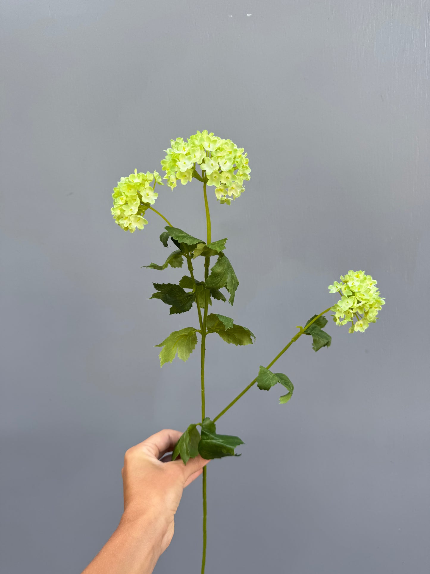 Viburnum (sneeuwbal)