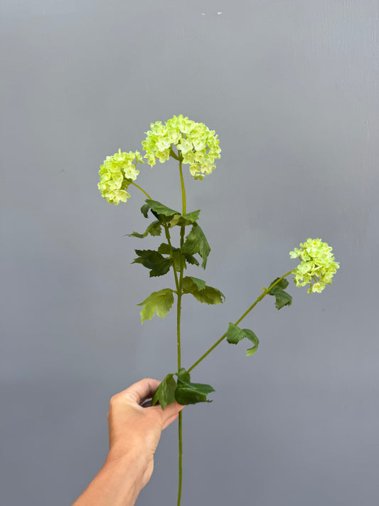 Viburnum (sneeuwbal)