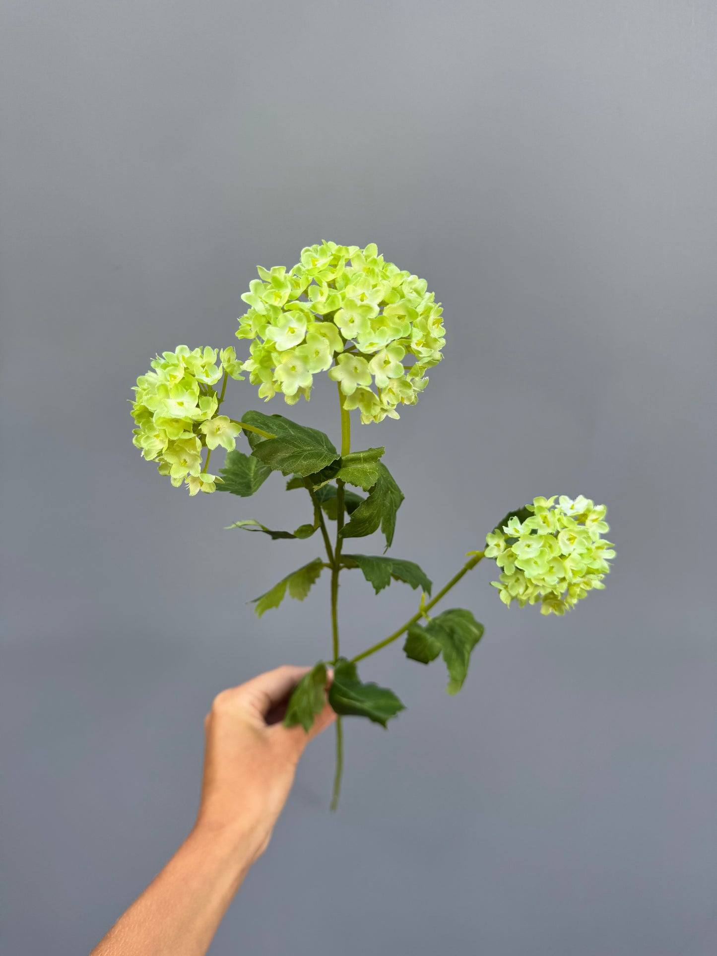 Viburnum (sneeuwbal)