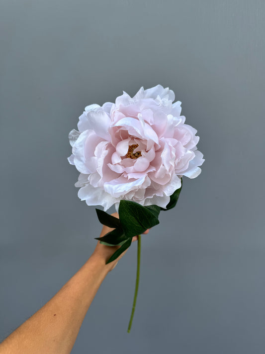 Pioen roos lichtroze (groot)