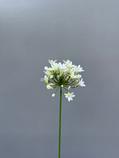 Agapanthus wit