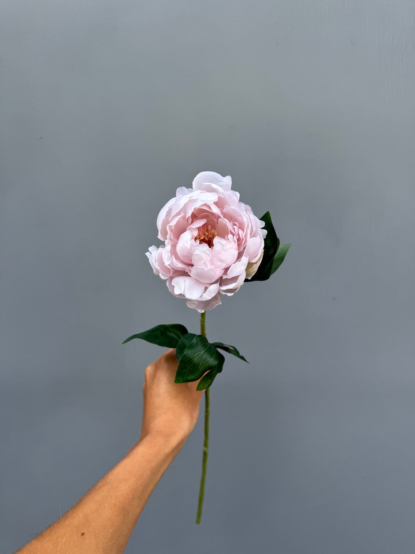 Pioen roos lichtroze (klein)