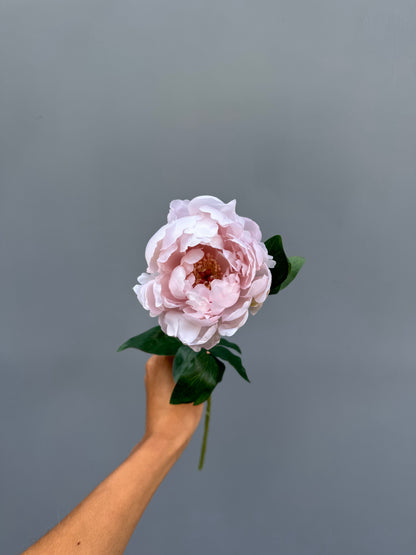 Pioen roos lichtroze (klein)