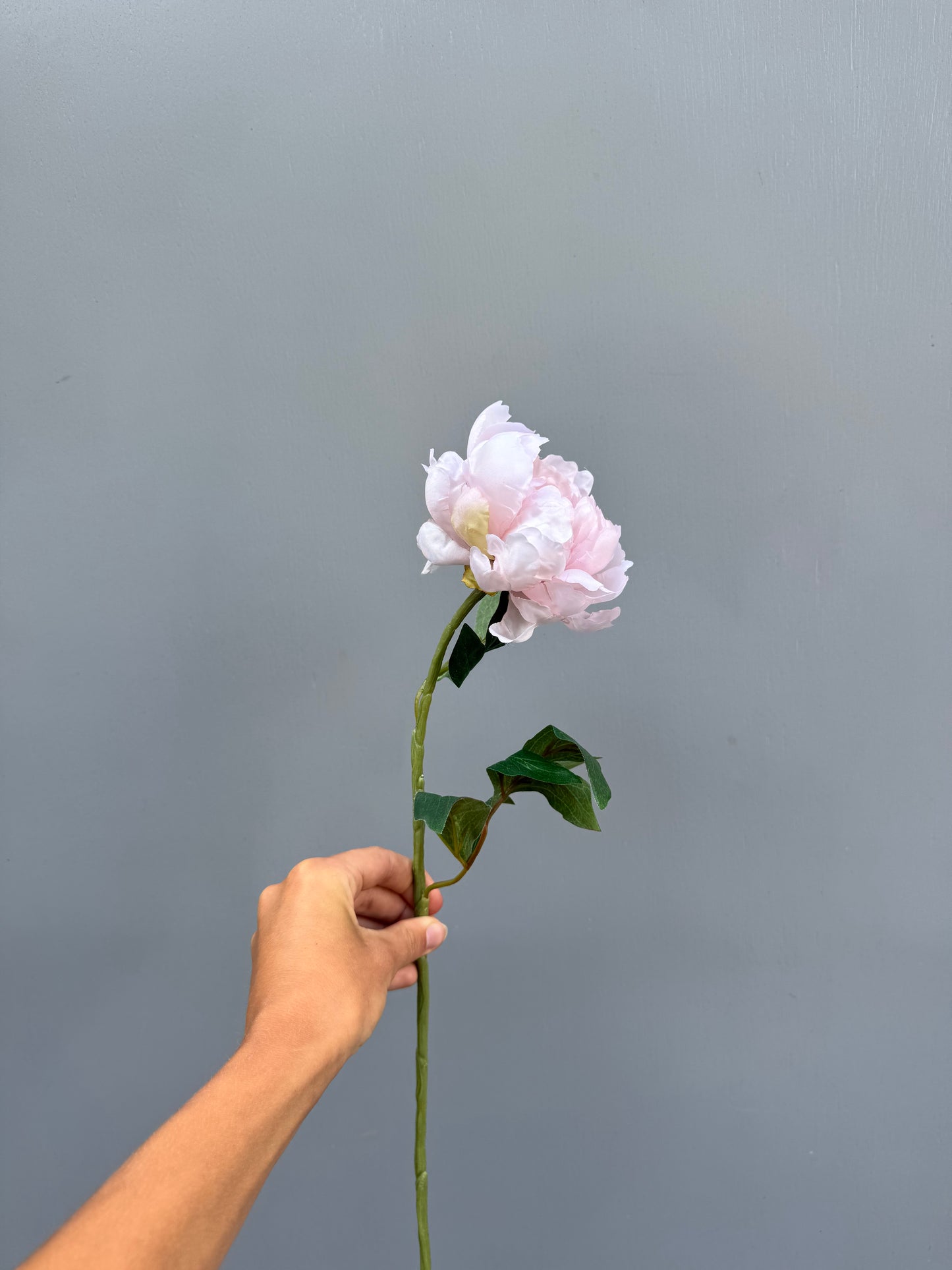 Pioen roos lichtroze (klein)