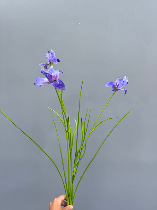 Iris blauw/paars (Silk-ka)
