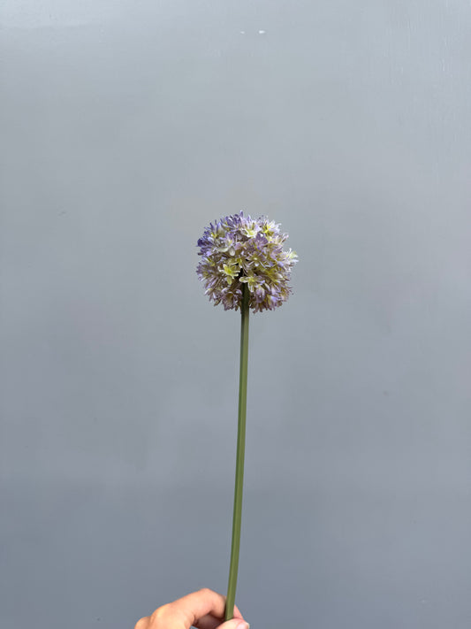 Allium paars