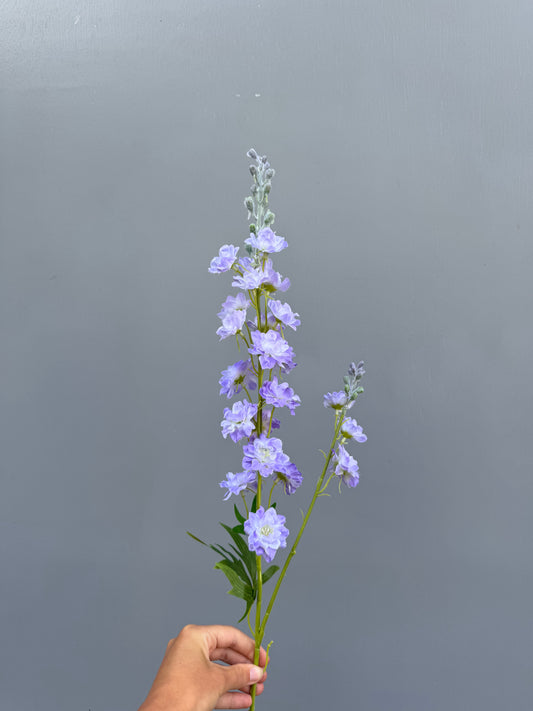 Delphinium lichtblauw