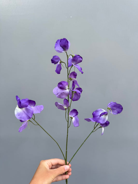 Lathyrus paars