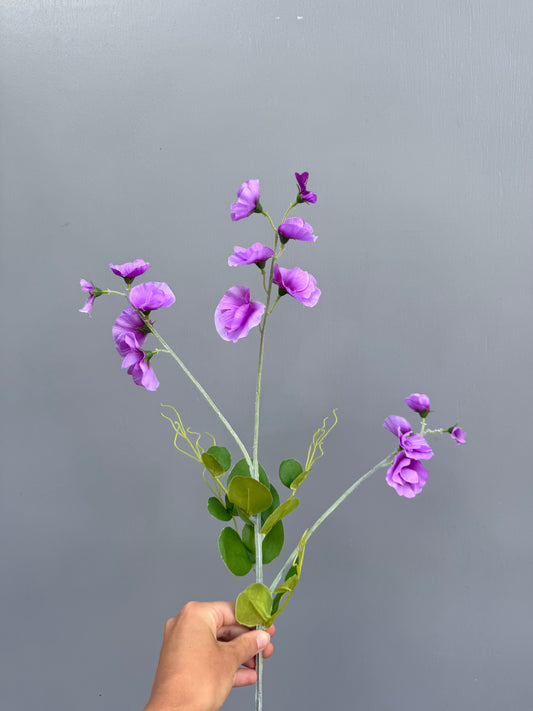 Lathyrus lichtpaars