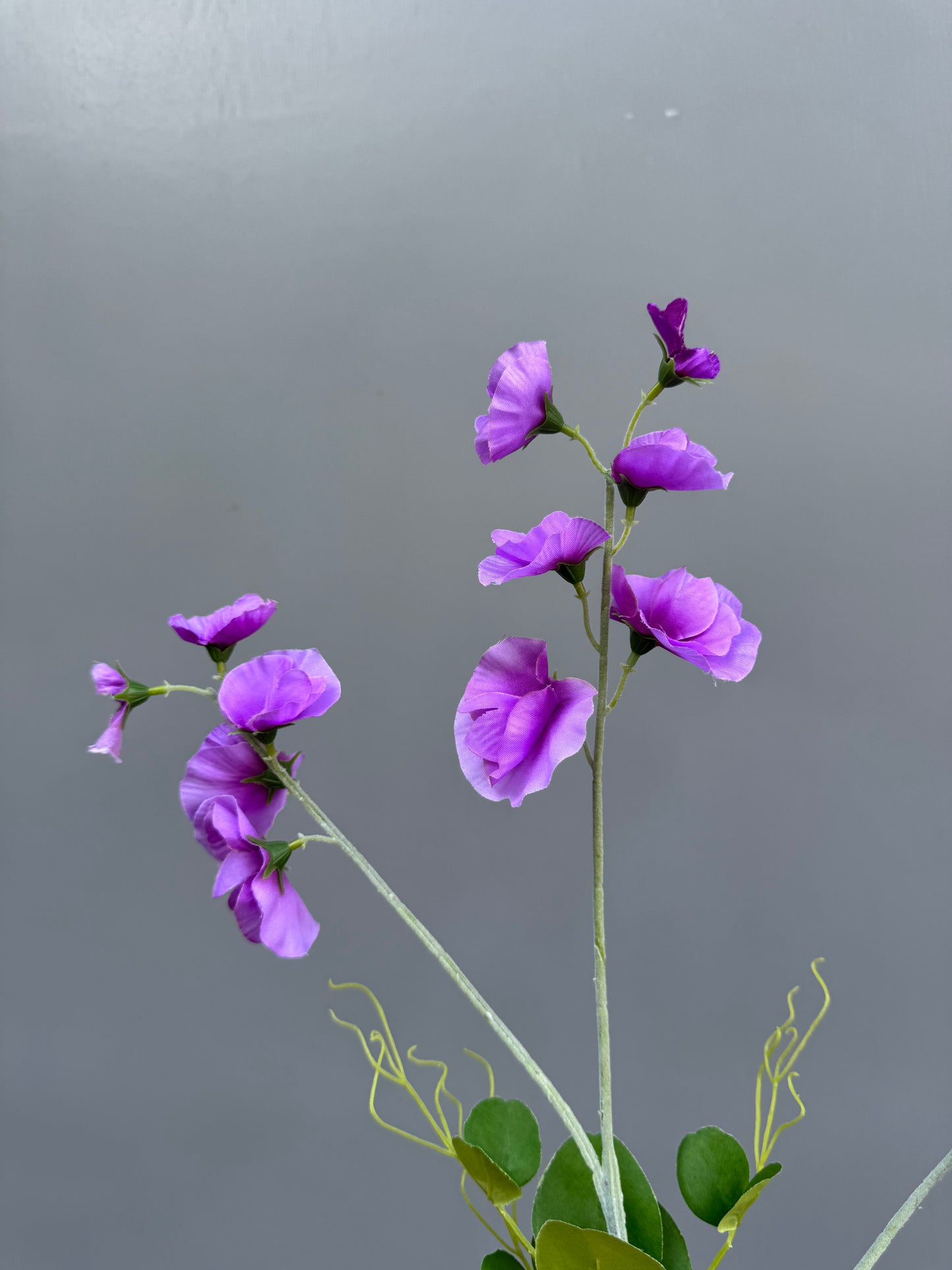 Lathyrus lichtpaars