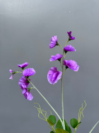 Lathyrus lichtpaars