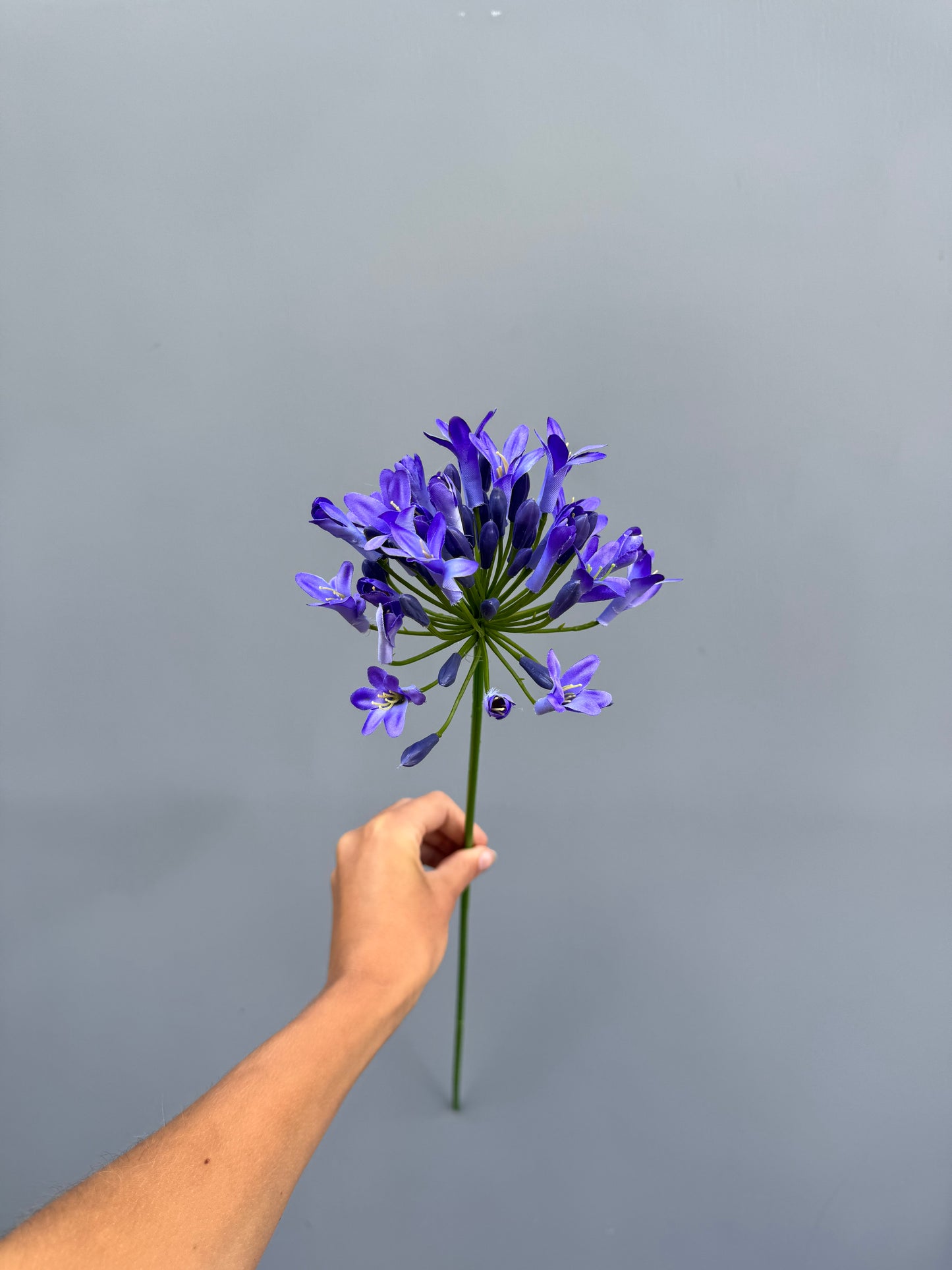 Agapanthus blauw