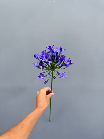 Agapanthus blauw