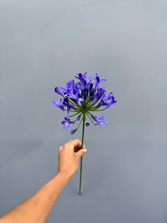 Agapanthus blauw