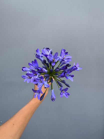 Agapanthus blauw