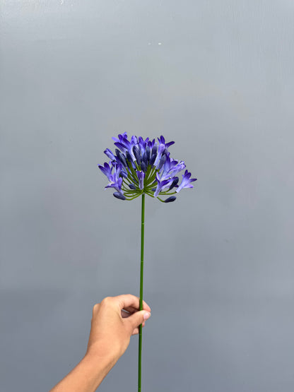 Agapanthus blauw