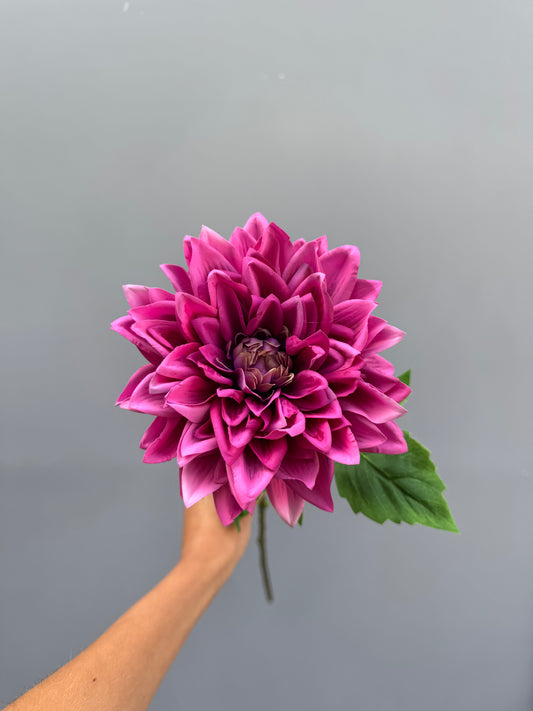 Dahlia mauve