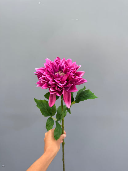 Dahlia mauve