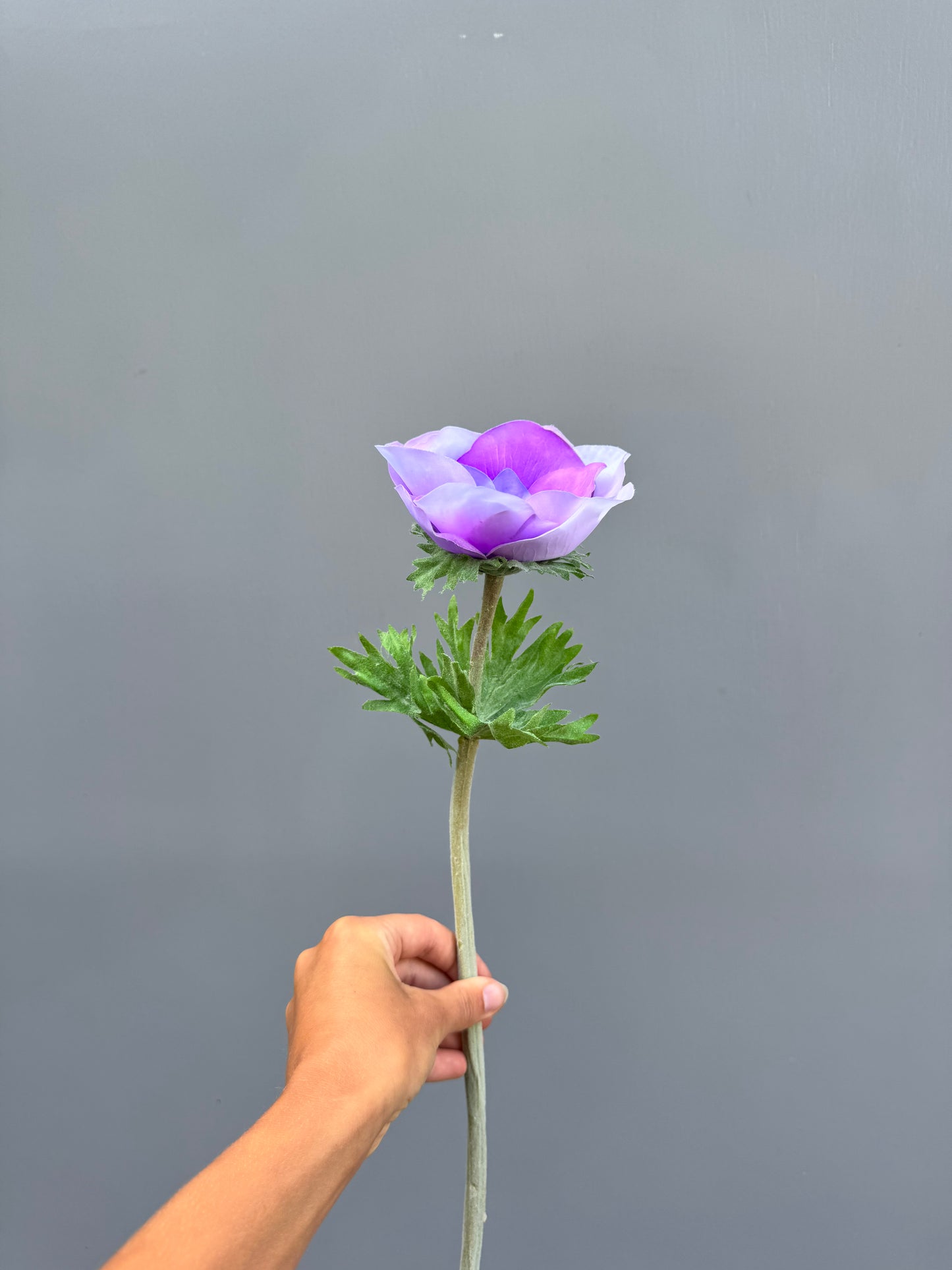 Anemoon lila (Silk-ka)