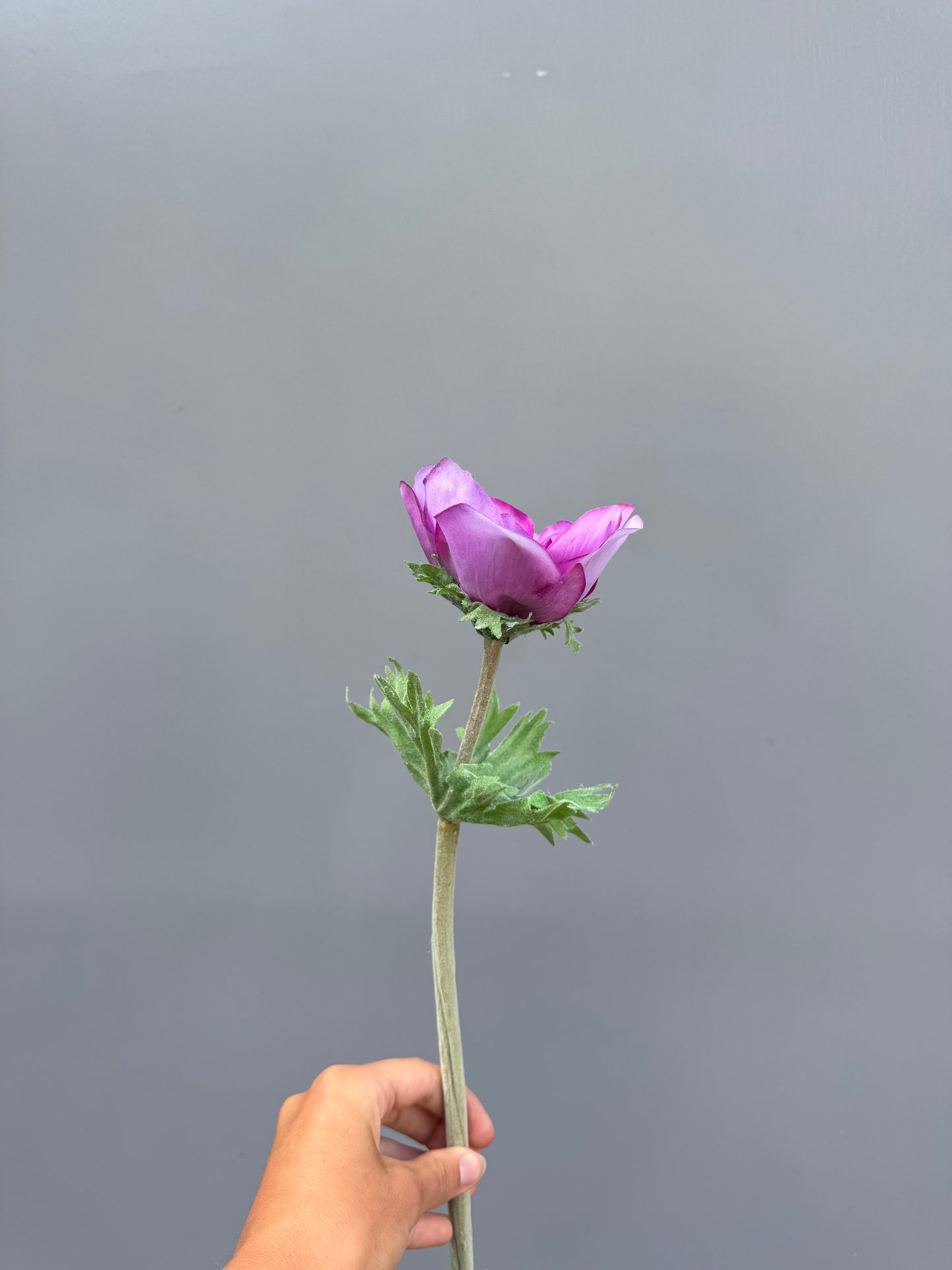 Anemoon paars (Silk-ka)