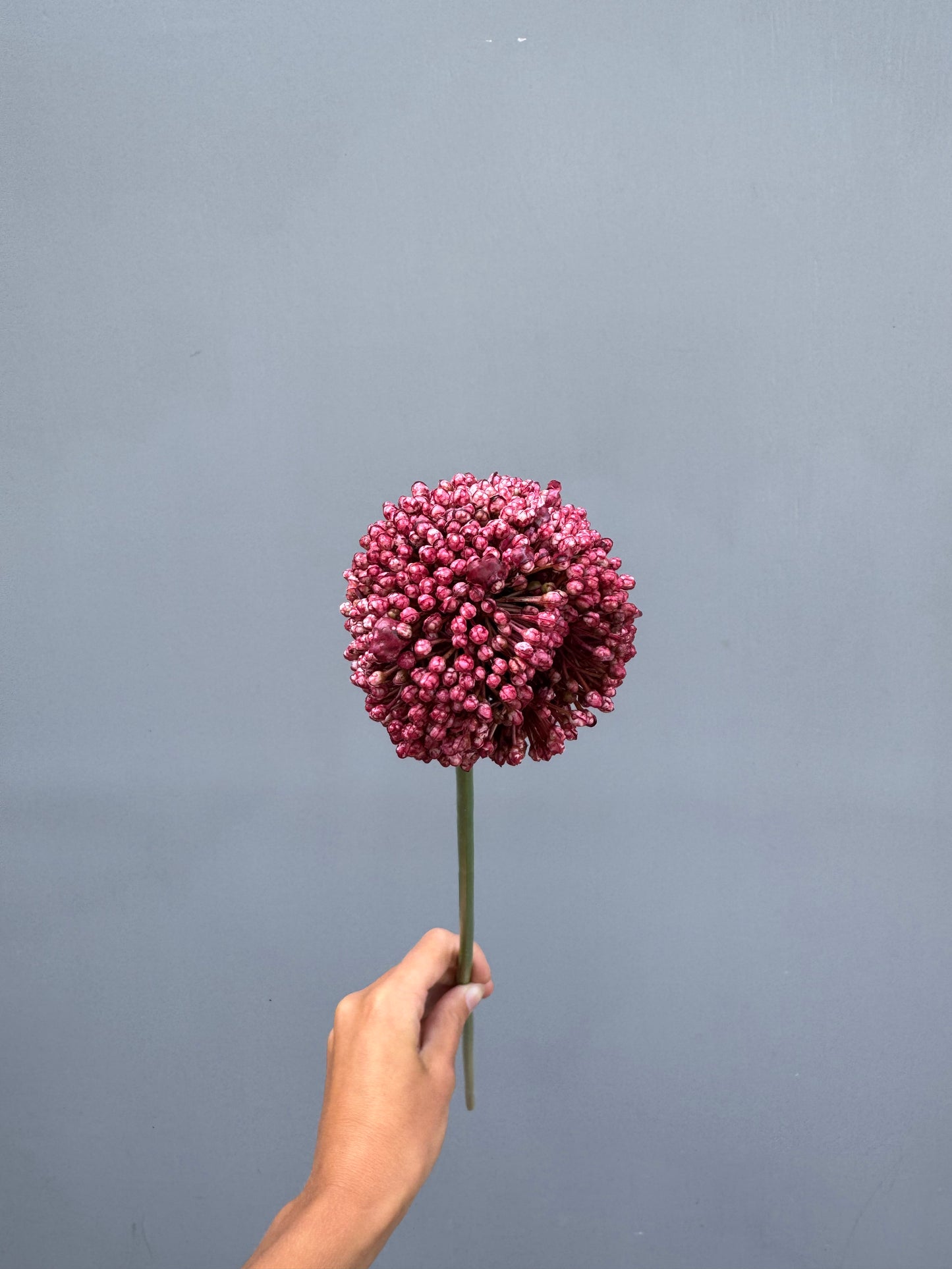 Allium donker roze