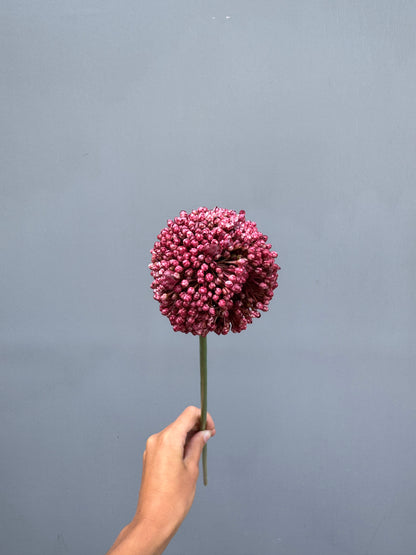 Allium donker roze