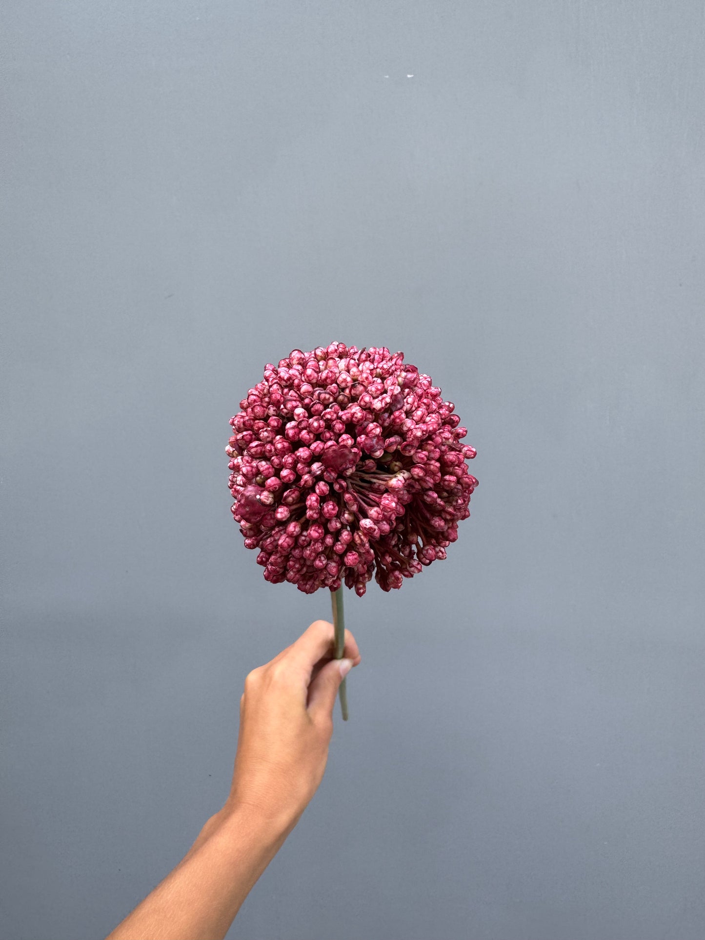 Allium donker roze