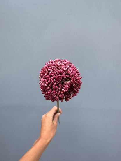 Allium donker roze