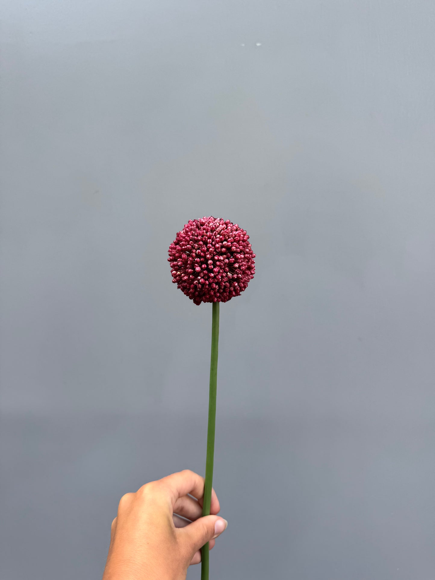 Allium donker roze