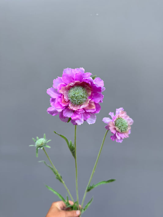 Scabiosa paars (Silk-ka)