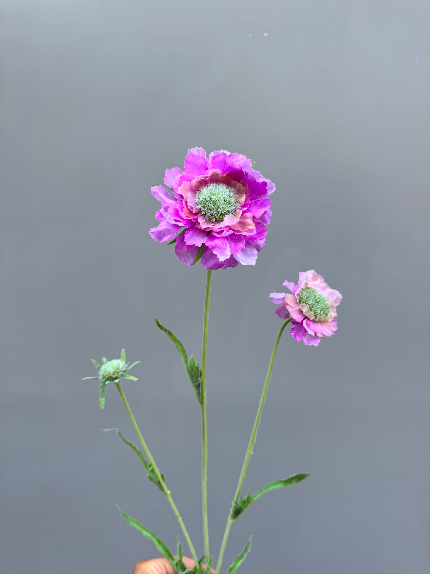 Scabiosa paars (Silk-ka)