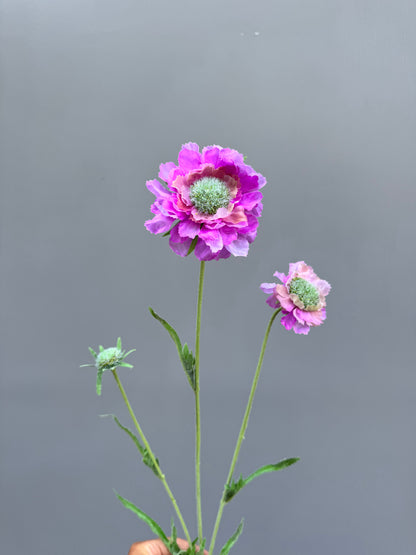 Scabiosa paars (Silk-ka)