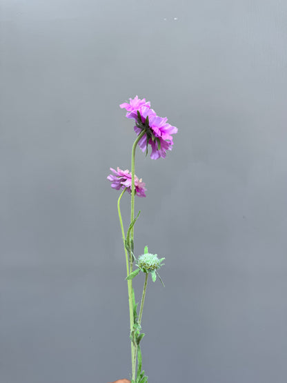 Scabiosa paars (Silk-ka)