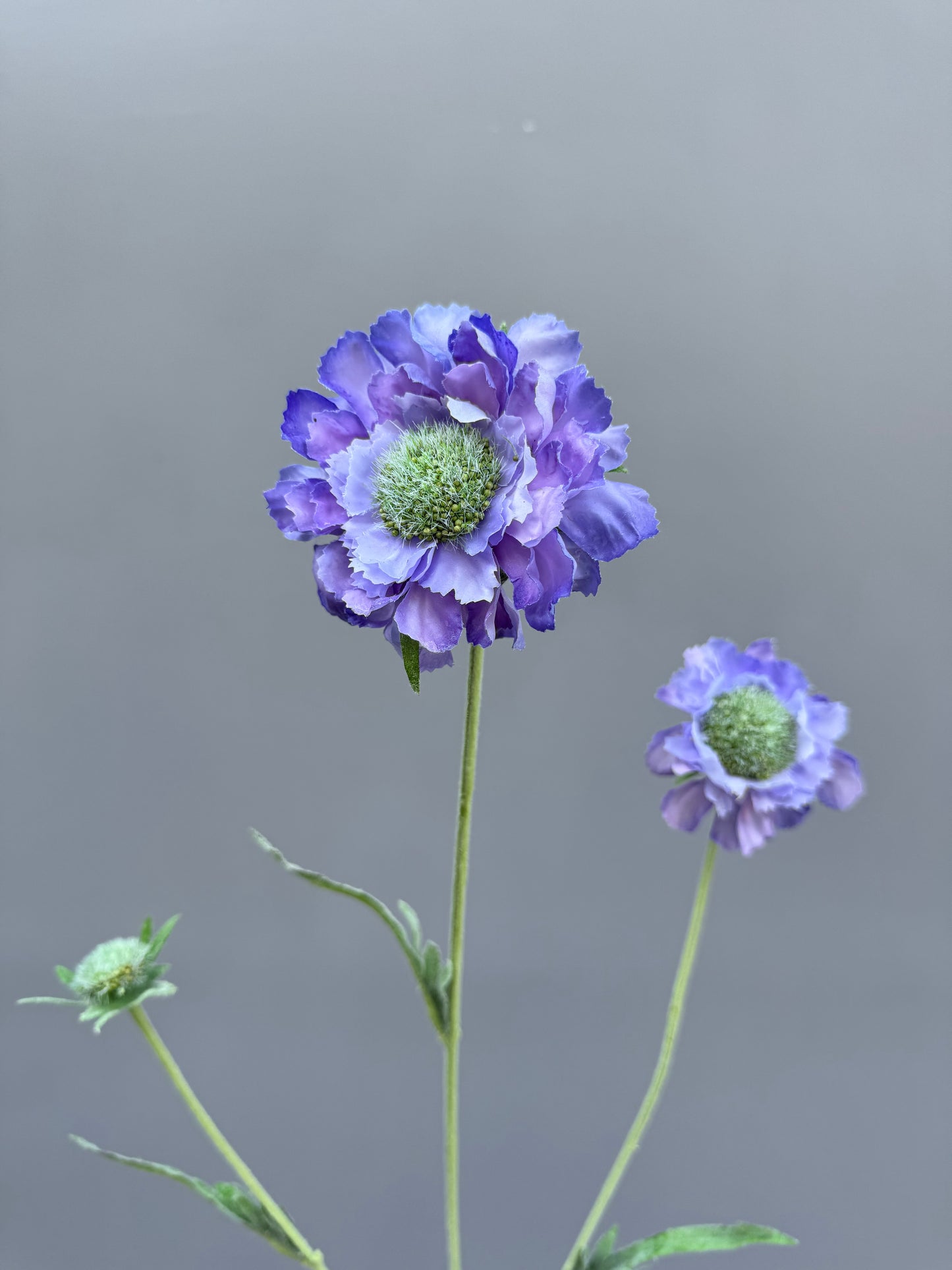 Scabiosa blauw (Silk-ka)