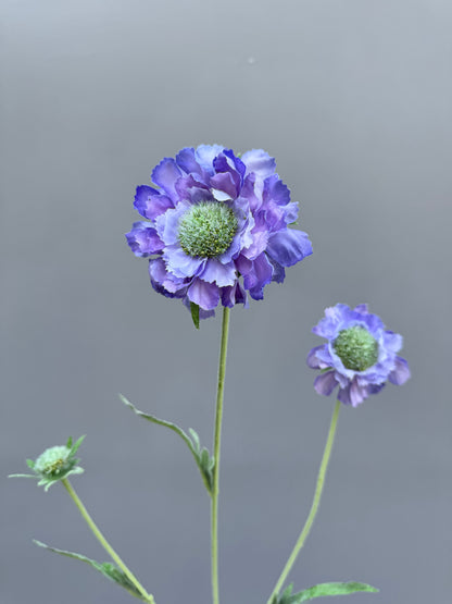 Scabiosa blauw (Silk-ka)
