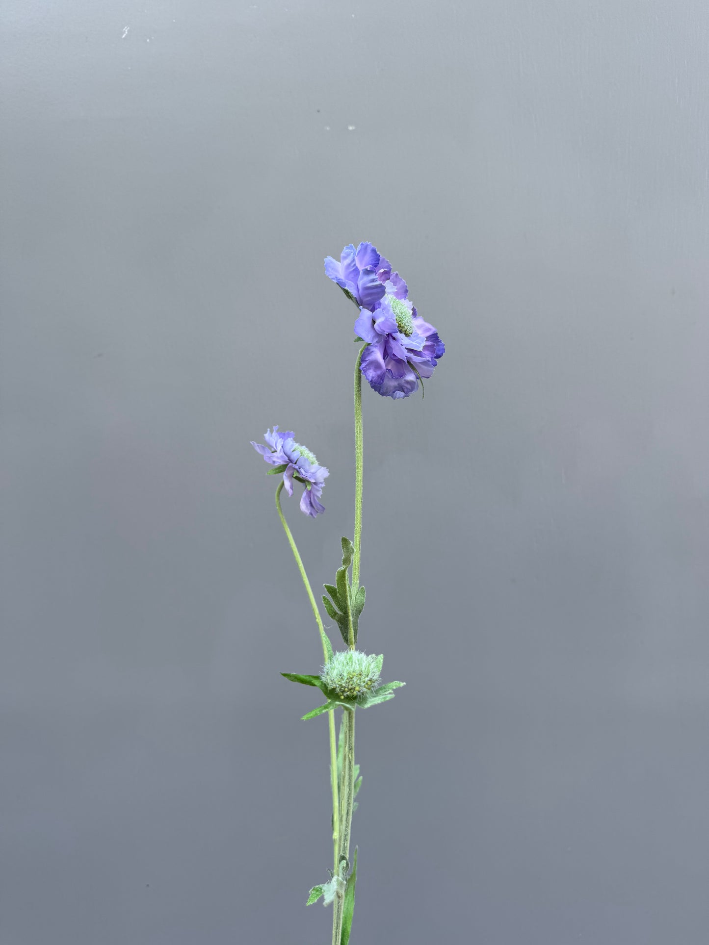 Scabiosa blauw (Silk-ka)