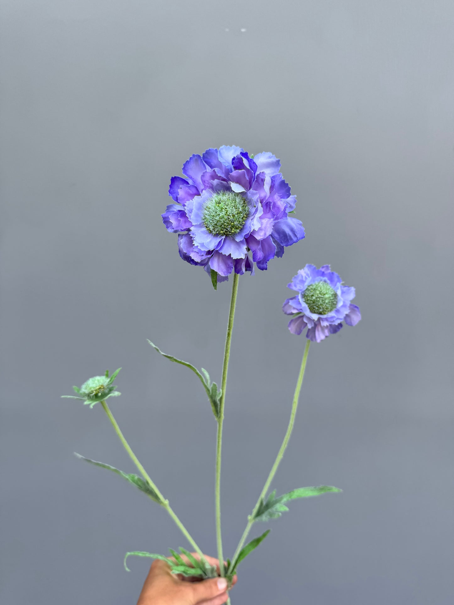 Scabiosa blauw (Silk-ka)