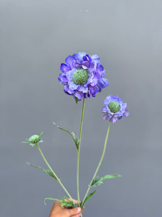 Scabiosa blauw (Silk-ka)