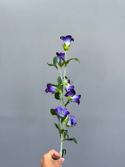Campanula paars