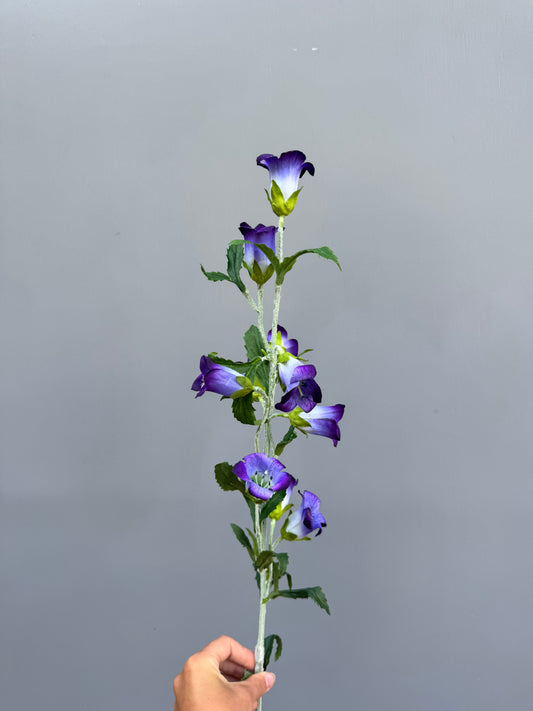 Campanula paars