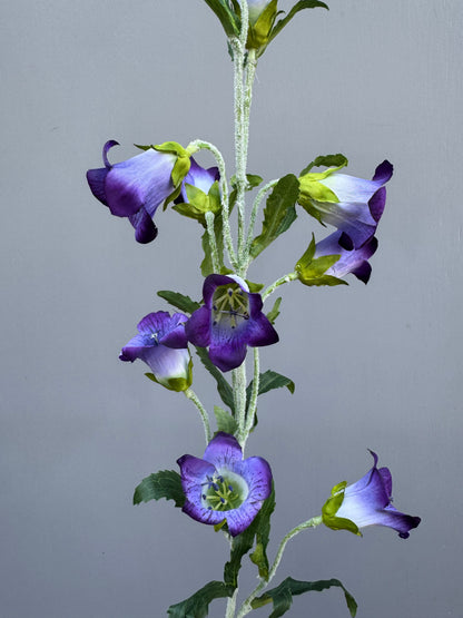 Campanula paars