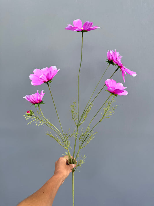 Cosmos roze
