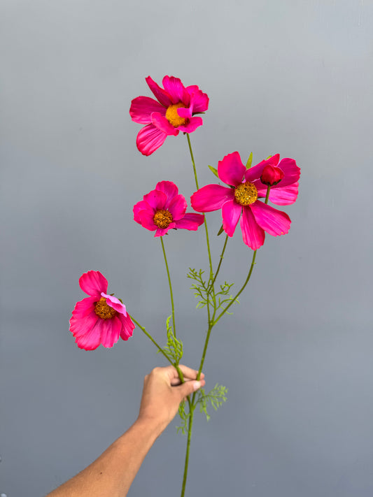 Cosmos Fucsia (Silk-ka)