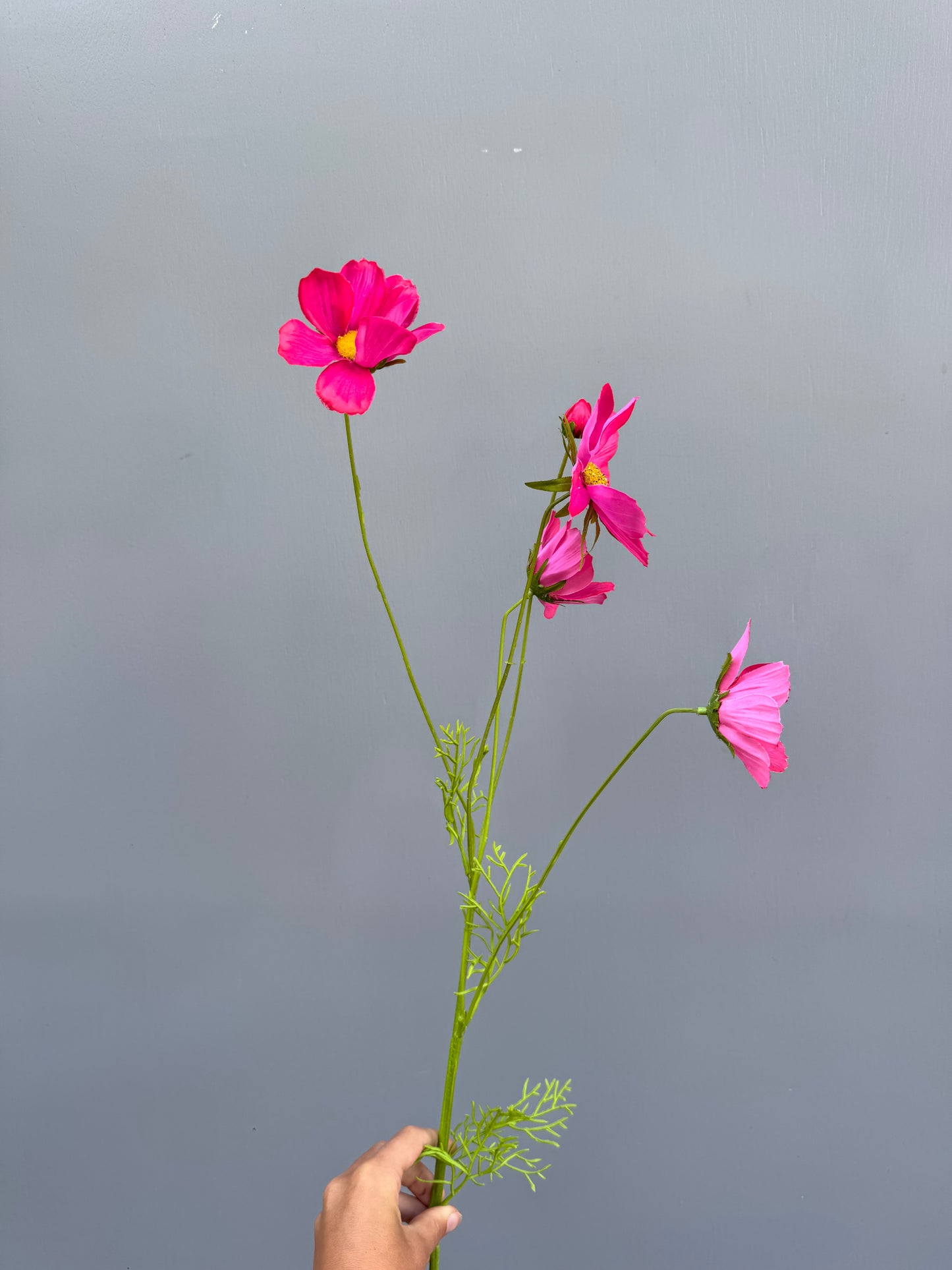 Cosmos Fucsia (Silk-ka)