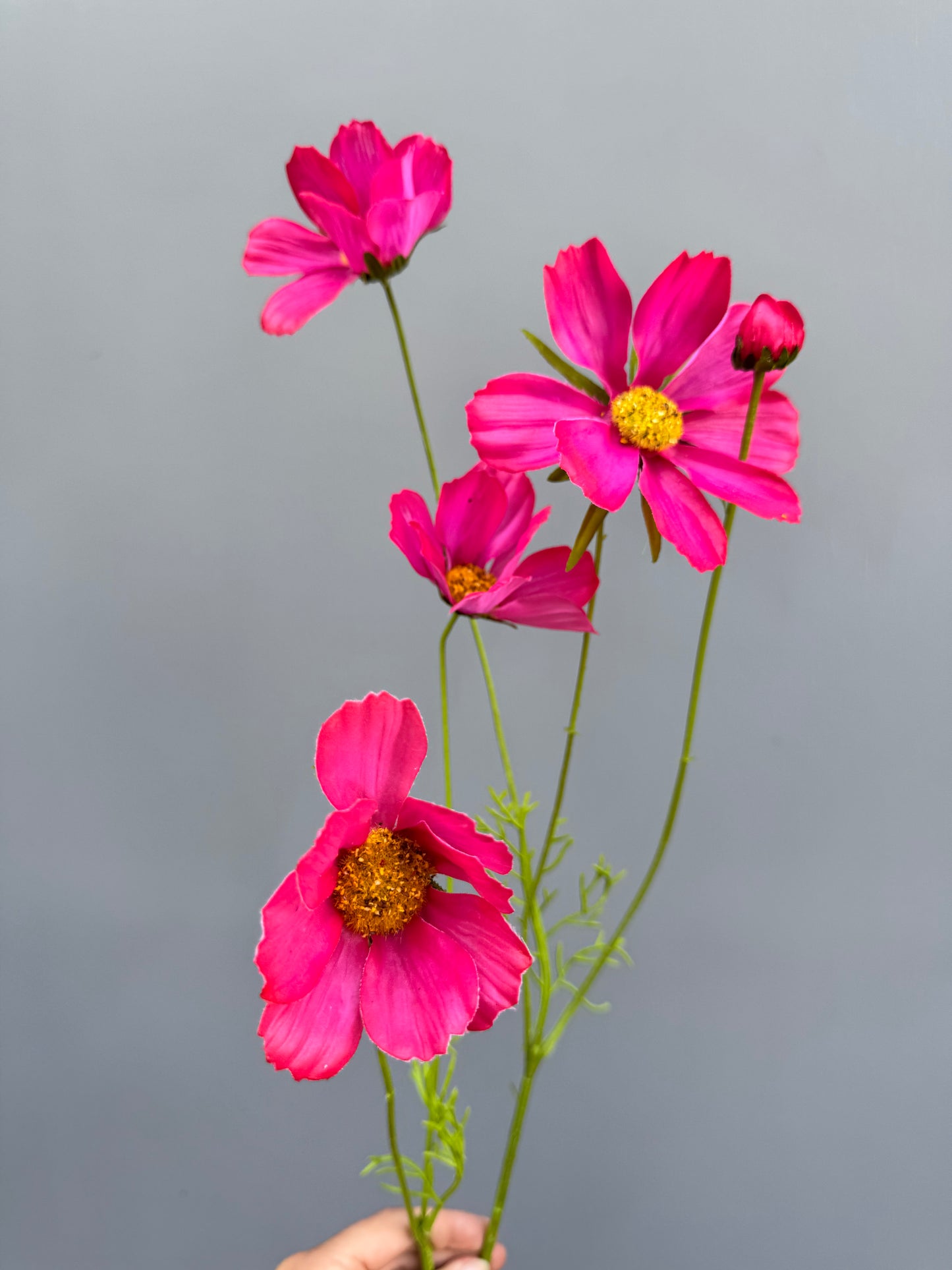 Cosmos Fucsia (Silk-ka)