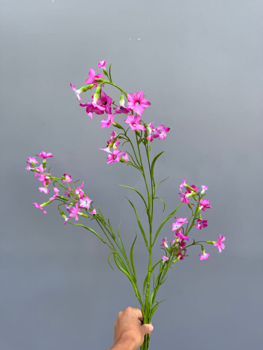 Datura tak Roze (Silk-ka)