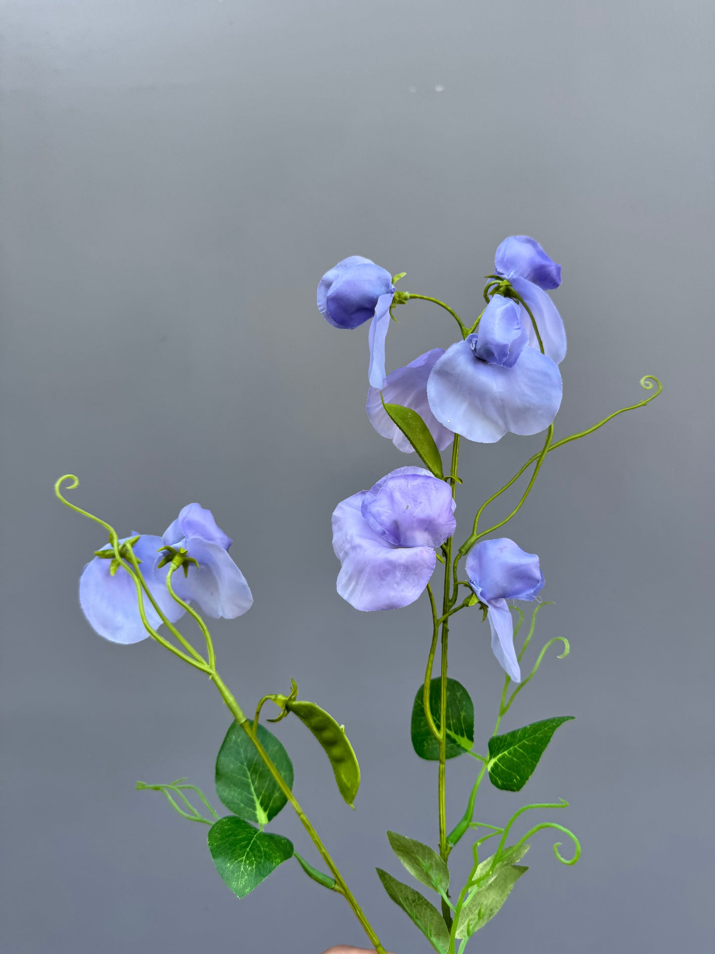 Lathyrus blauw (Silk-ka)