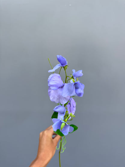 Lathyrus blauw (Silk-ka)