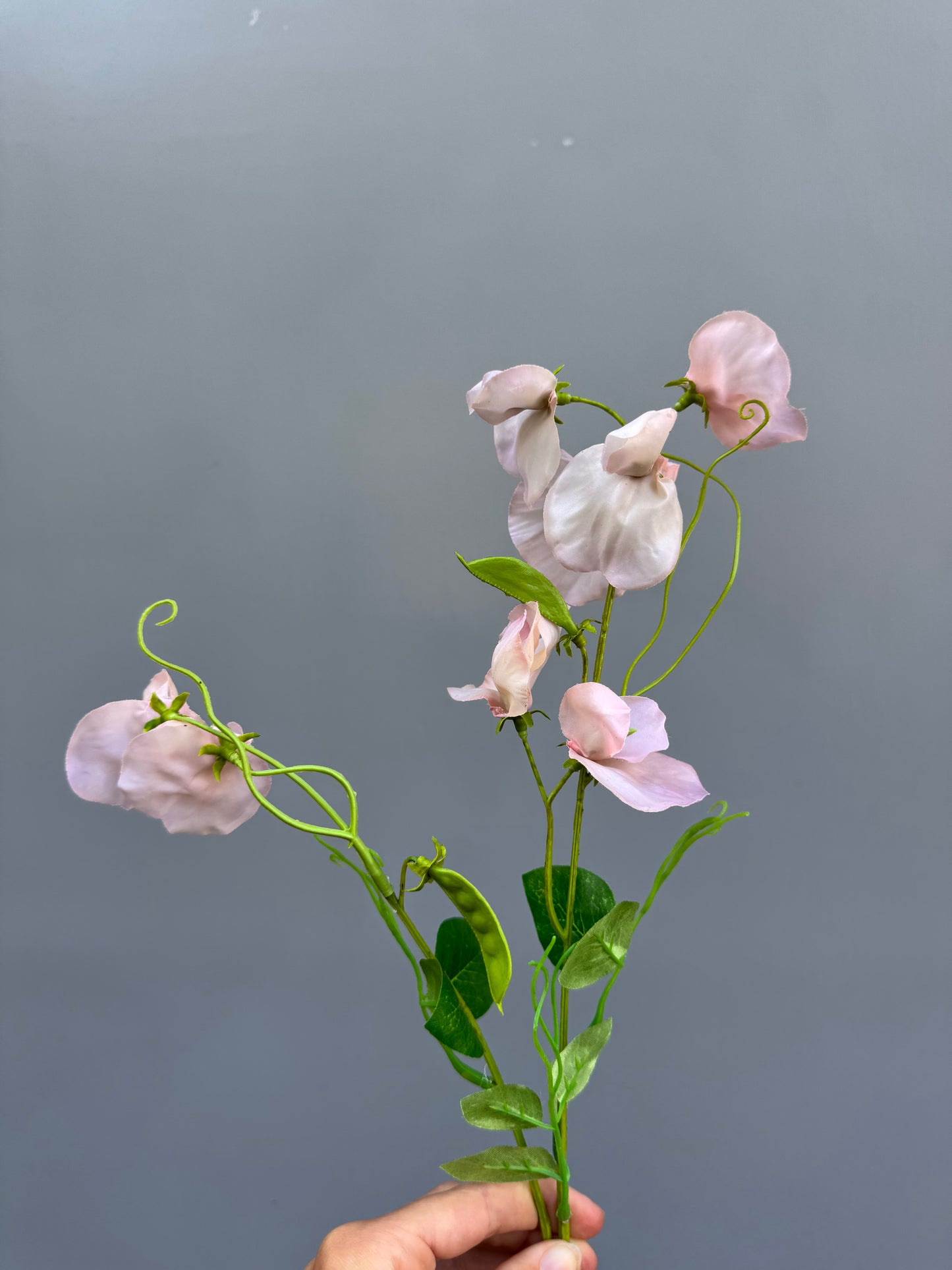 Lathyrus licht roze (Silk-ka)