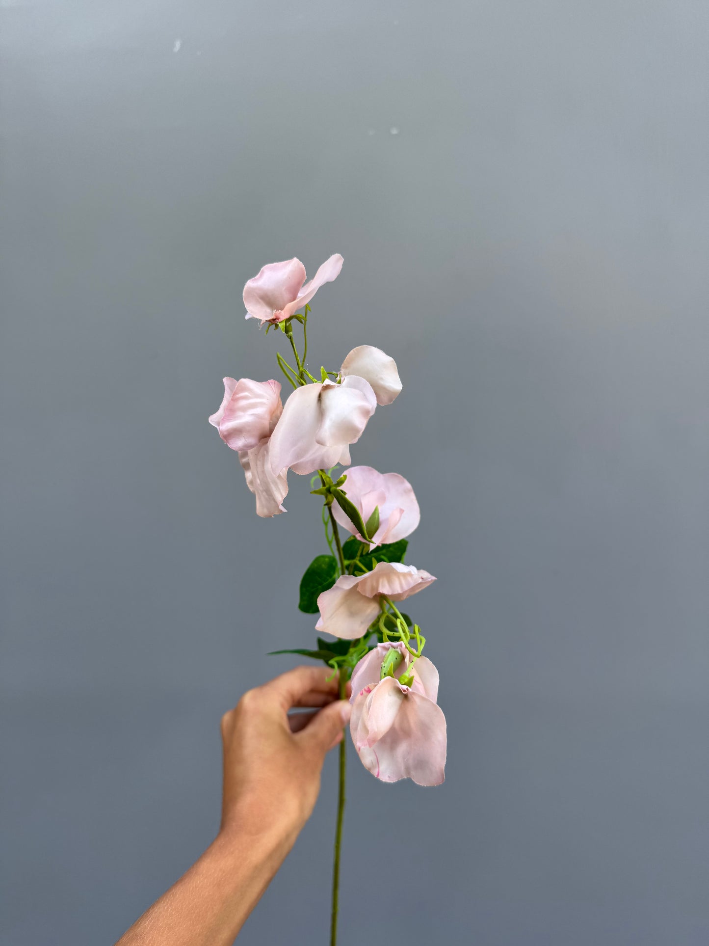 Lathyrus licht roze (Silk-ka)